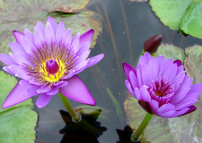 Nymphaea ‘Col. Lindberg’