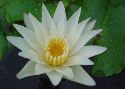 Nymphaea ‘Crystal’