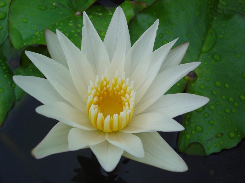 Nymphaea ‘Crystal’