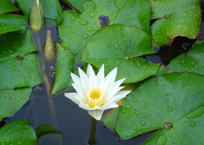 Nymphaea 'Crystal'