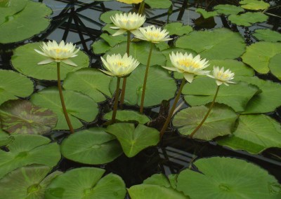 Nymphaea 'Dustin Horie Variegated Hybrid'