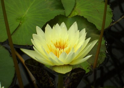 Nymphaea 'Dustin Horie Variegated Hybrid'