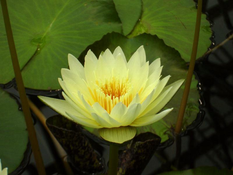 Nymphaea ‘Dustin Horie Variegated Hybrid’