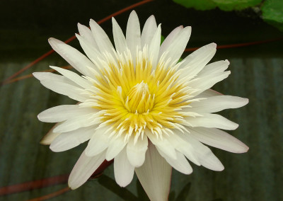 Nymphaea 'Infinite Love'