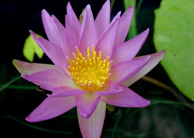 Nymphaea elegans forma rosea