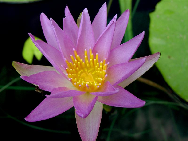 Nymphaea elegans forma rosea