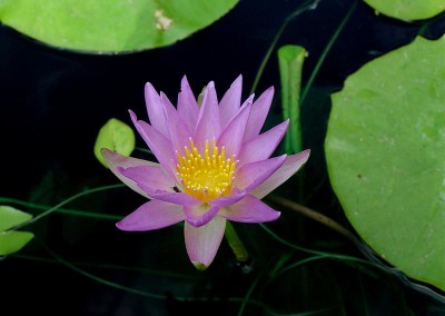 Nymphaea elegans forma rosea