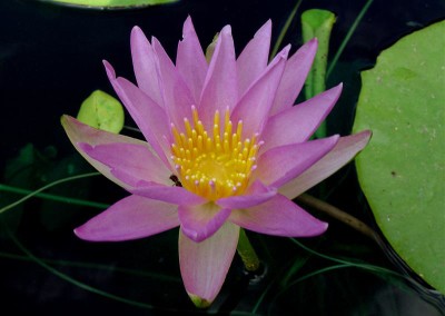 Nymphaea elegans forma rosea