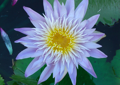 Nymphaea 'Blue Anemone'