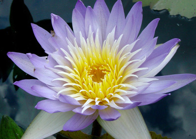 Nymphaea 'Blue Anemone'