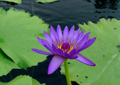 Nymphaea capensis var zanzibariensis forma purpurea