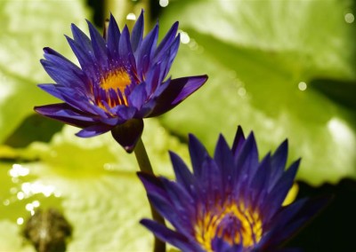 Nymphaea 'King of the Blues'