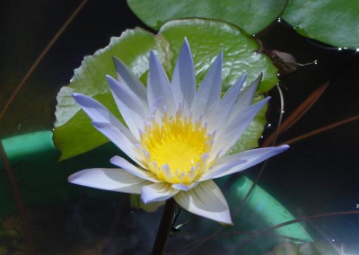 Nymphaea 'Daubenyana'