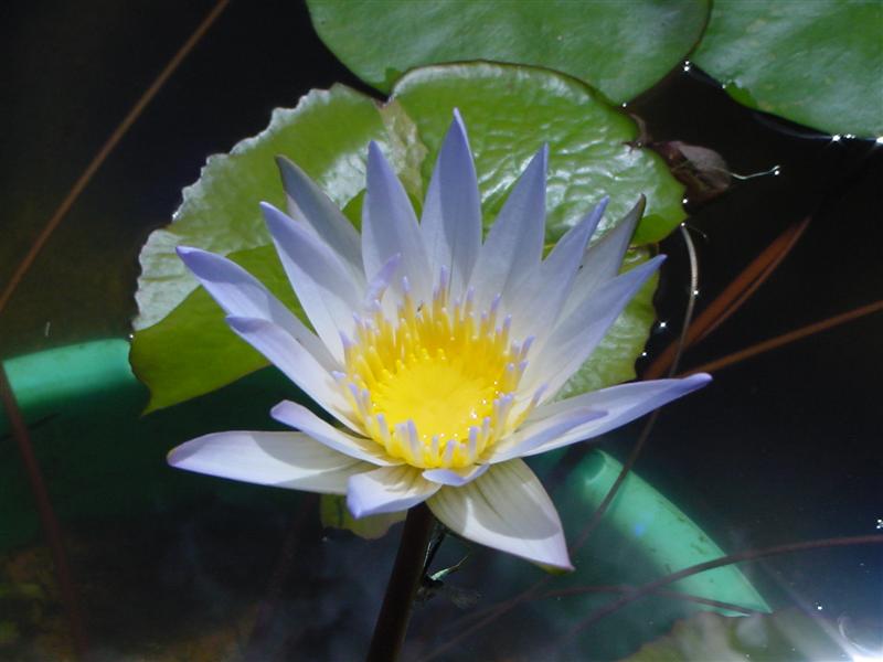 Nymphaea ‘Daubenyana’