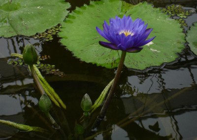 Nymphaea 'King of the Blues'