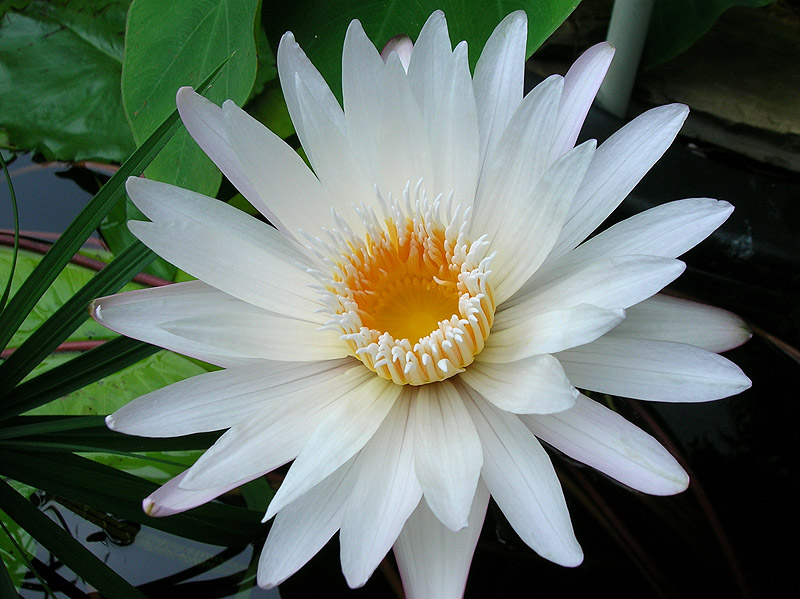 Nymphaea ‘Infinite Love’