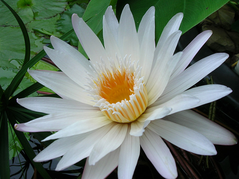 Nymphaea ‘White Daisy’ syn (Nymphaea ‘Infinite Love’)