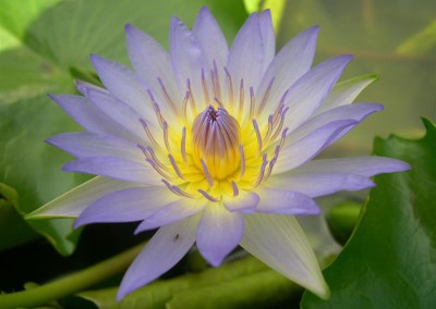 Nymphaea 'Dao Fah'