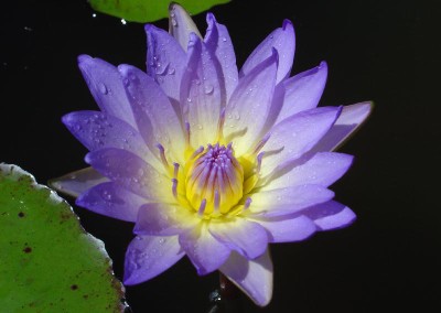 Nymphaea 'Dao Fah'