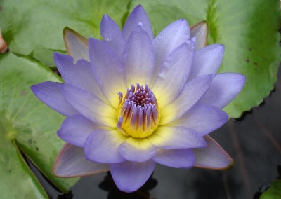 Nymphaea ‘Dao Fah’