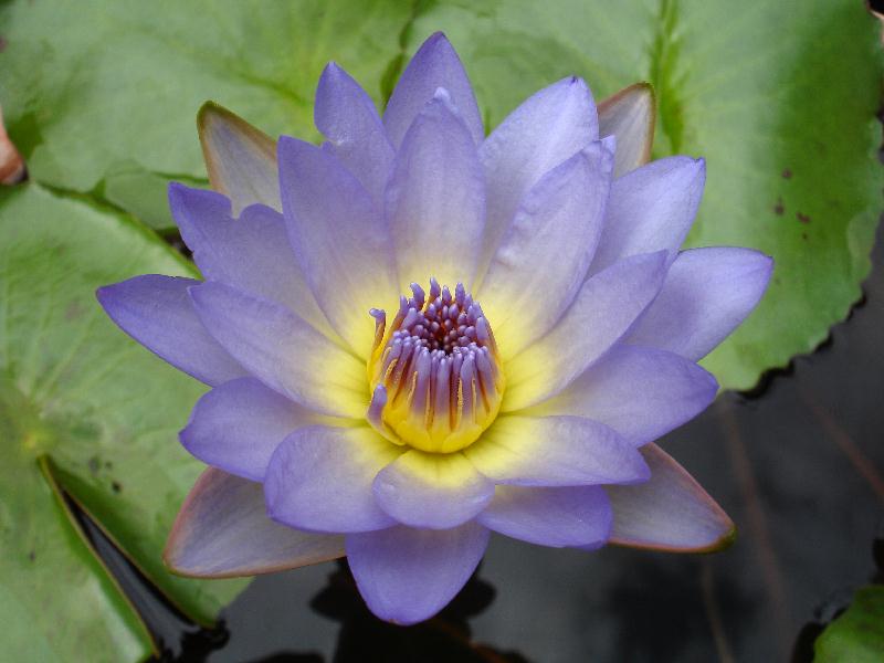 Nymphaea ‘Dao Fah’