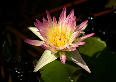 Nymphaea 'Darcy Presnell'