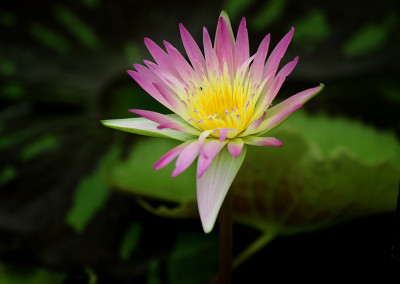 Nymphaea ‘Darcy Presnell’