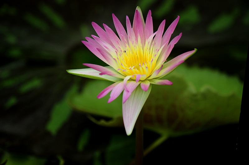 Nymphaea ‘Darcy Presnell’