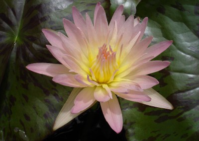 Nymphaea 'Day Glow'