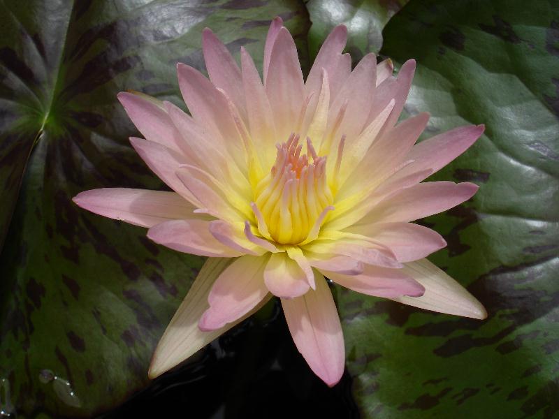 Nymphaea ‘Day Glow’