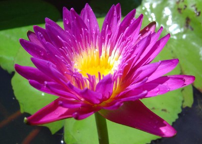 Nymphaea 'Devin M. A. Medeiros'