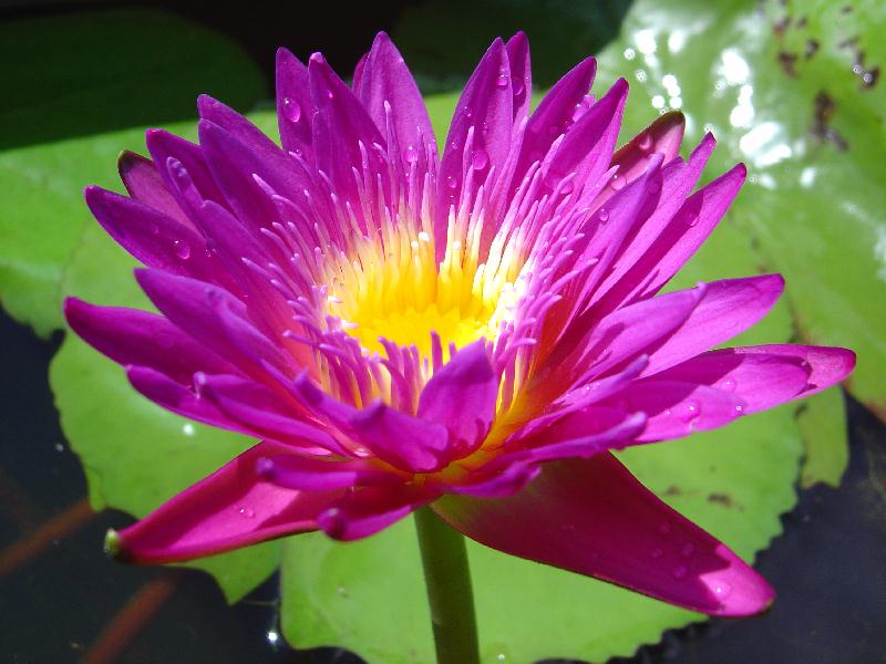 Nymphaea ‘Devin M. A. Medeiros’