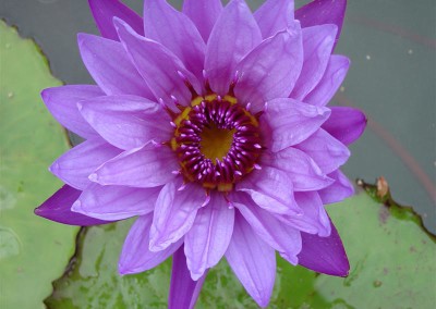 Nymphaea 'Director George T. Moore'