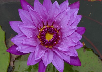 Nymphaea 'Director George T. Moore'