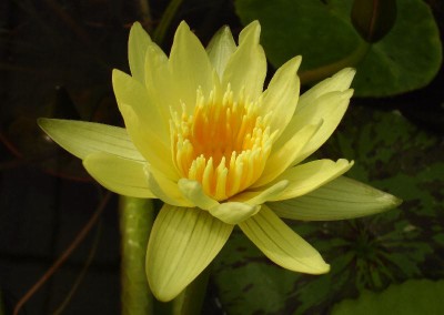 Nymphaea 'Dustin Horie'