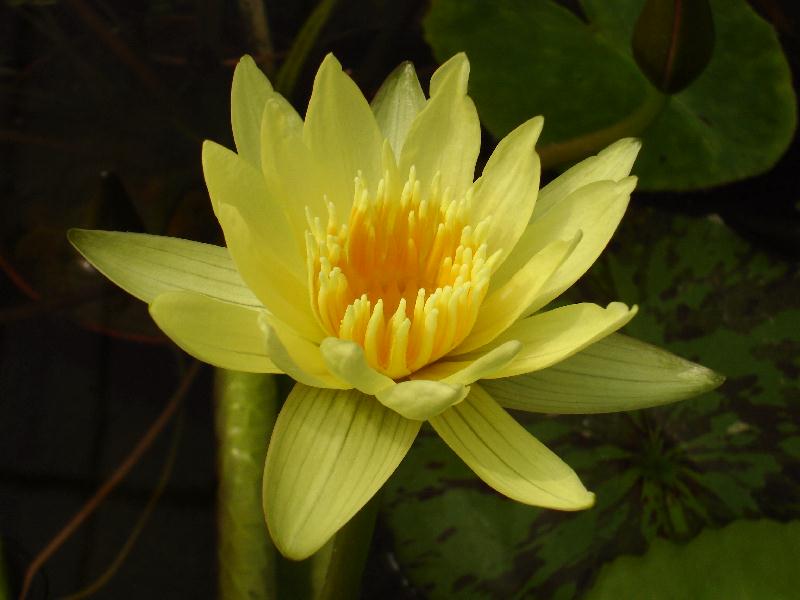 Nymphaea ‘Dustin Horie’