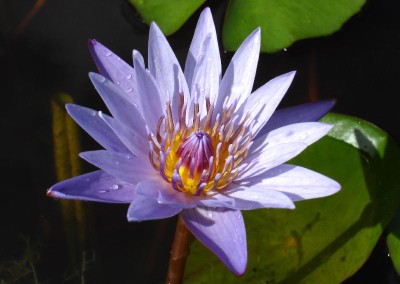 Nymphaea ‘Edward D. Uber’