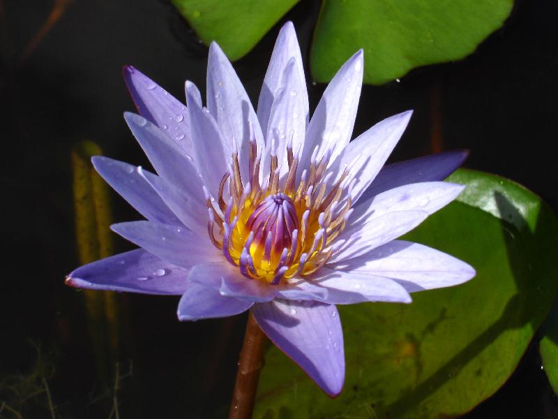 Nymphaea ‘Edward D. Uber’