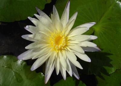 Nymphaea ‘Enigma’