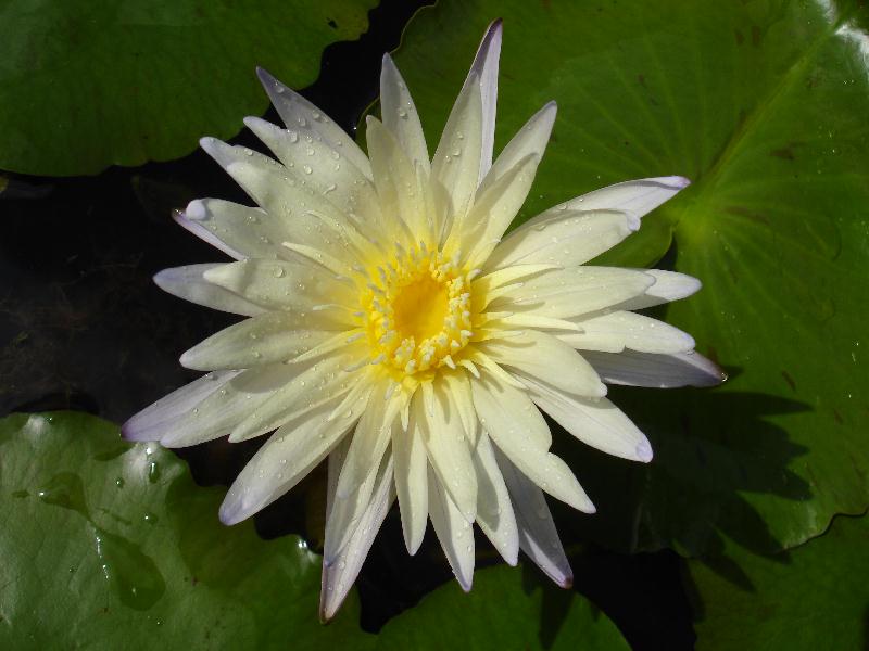 Nymphaea ‘Enigma’