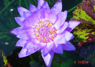 Nymphaea 'Eve's Solitaire'