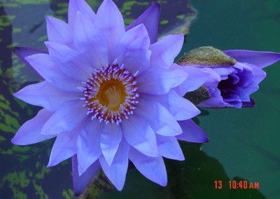 Nymphaea 'Eve's Solitaire'