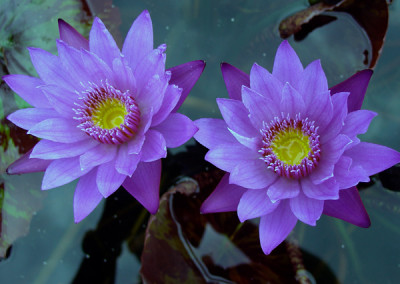 Nymphaea 'Eve's Solitaire'