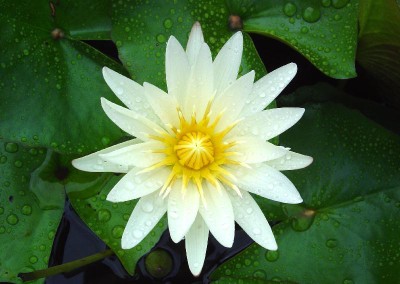 Nymphaea 'Florida Star'