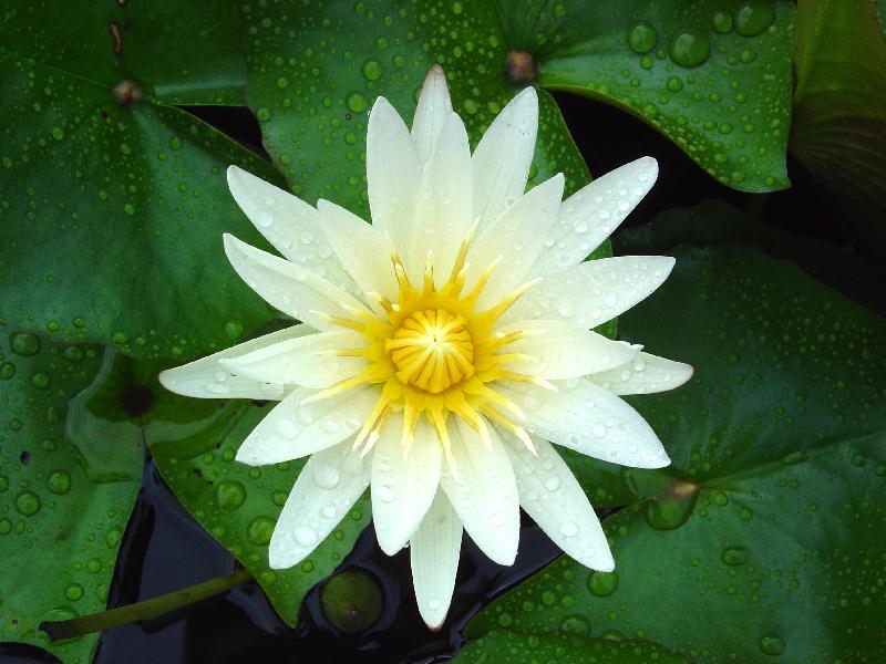 Nymphaea ‘Florida Star’