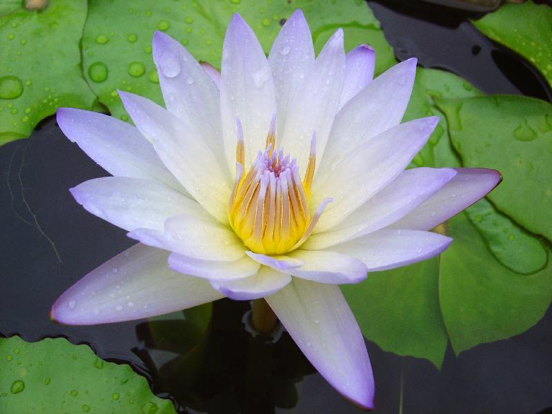 Nymphaea ‘Forget-Me-Not’