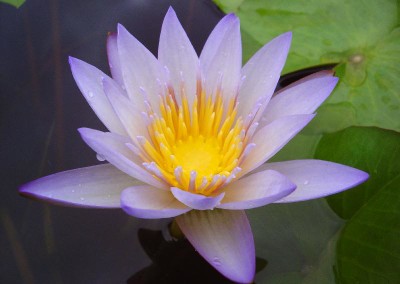 Nymphaea 'Forget-Me-Not'