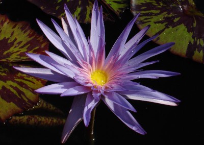 Nymphaea 'Foxfire'