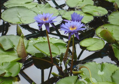 Nymphaea 'Garet's Blue'