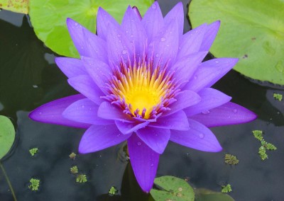 Nymphaea 'Garet's Blue'